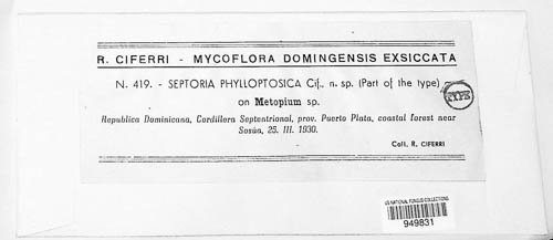 Septoria phylloptosica image